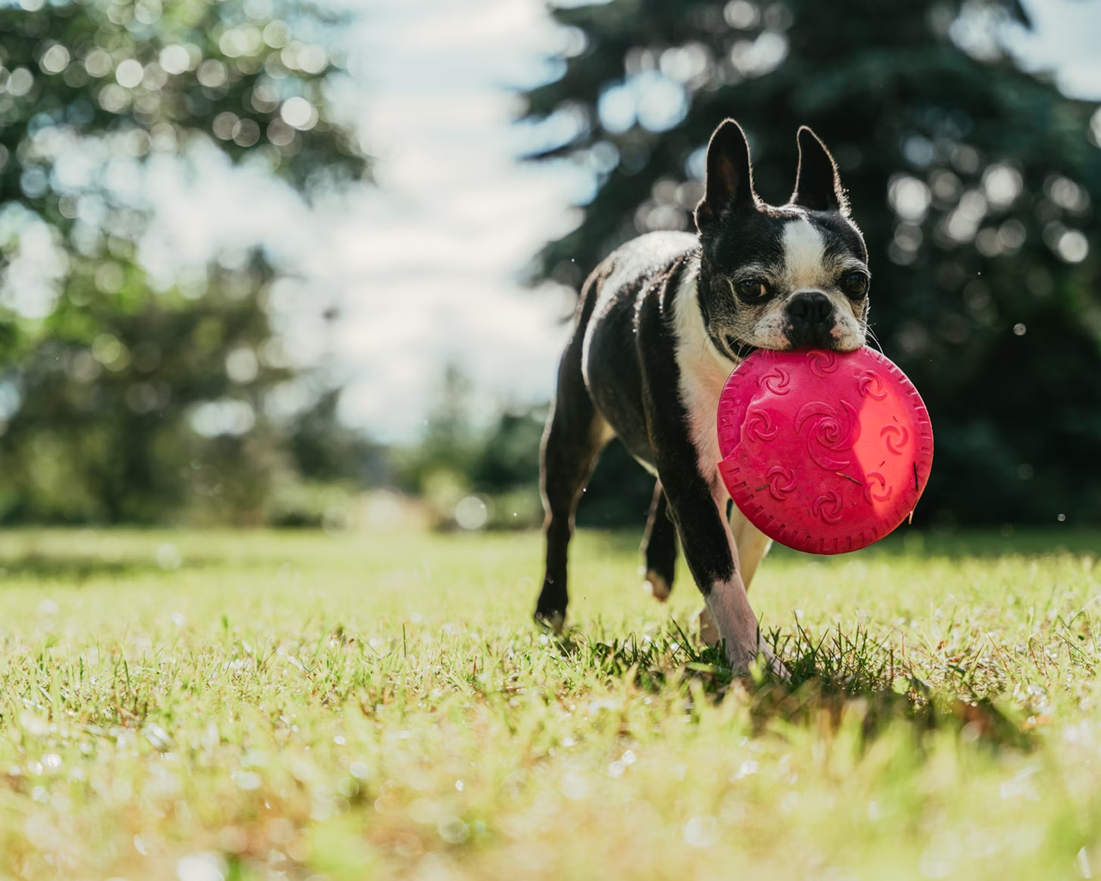 Moving Beyond Playful: What “Adult-Grade” Quality Really Means for Your Dog’s Joint Health
