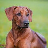 Michael T., Owner of Axel (78 lbs)